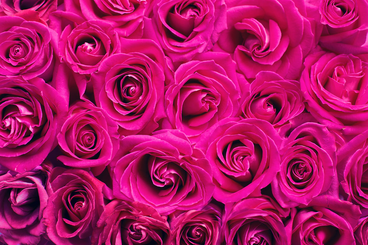 canvas-print-rose-petals-in-pink