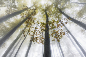acrylic-print-where-the-light-learns-to-dream