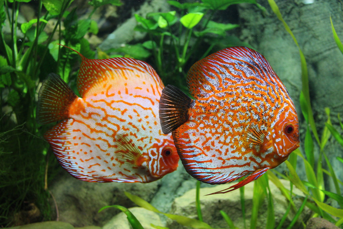canvas-print-2-fish
