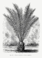 framedposter-print-vintage-palm-tree-drawing-xiii