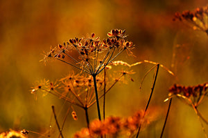framedposter-print-seeds
