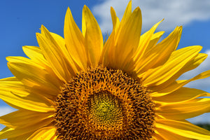 acrylic-print-sunflower-in-xxl
