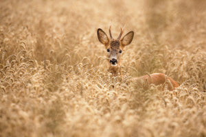 framedcanvas-print-deer-in-the-field-x