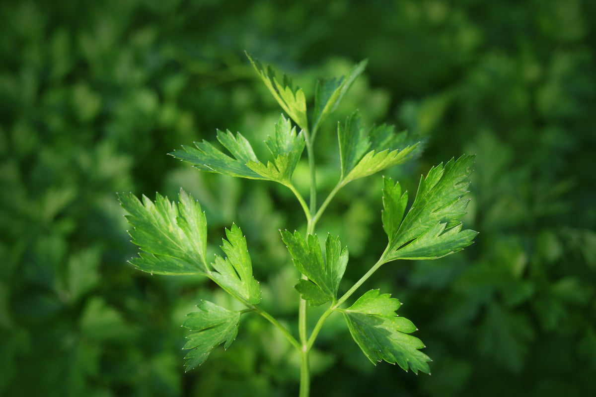 3-piece-aluminium-print-fresh-parsley