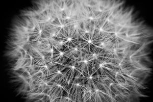 acrylic-print-dandelion-in-xxl