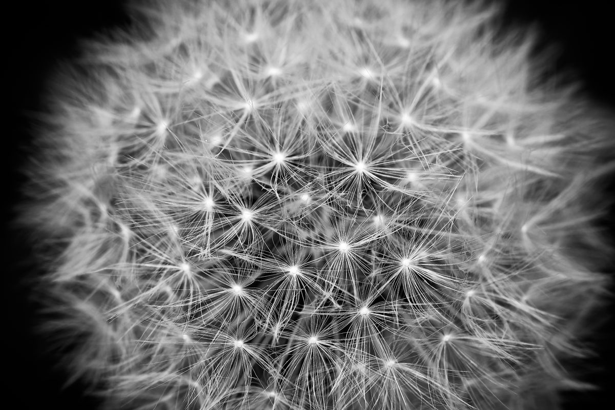 acrylic-print-dandelion-in-xxl