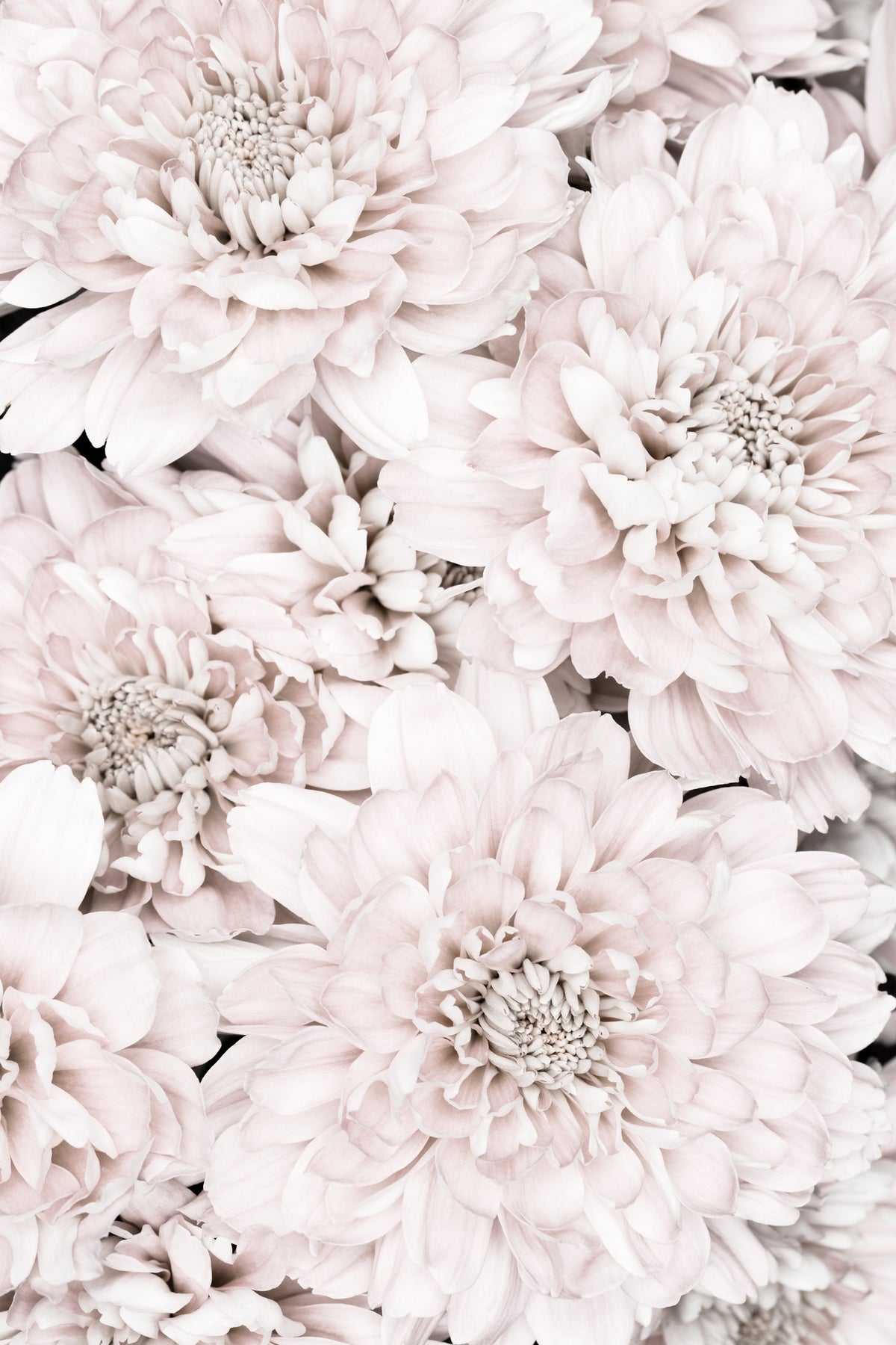 framedposter-print-chrysanthemum-no-07