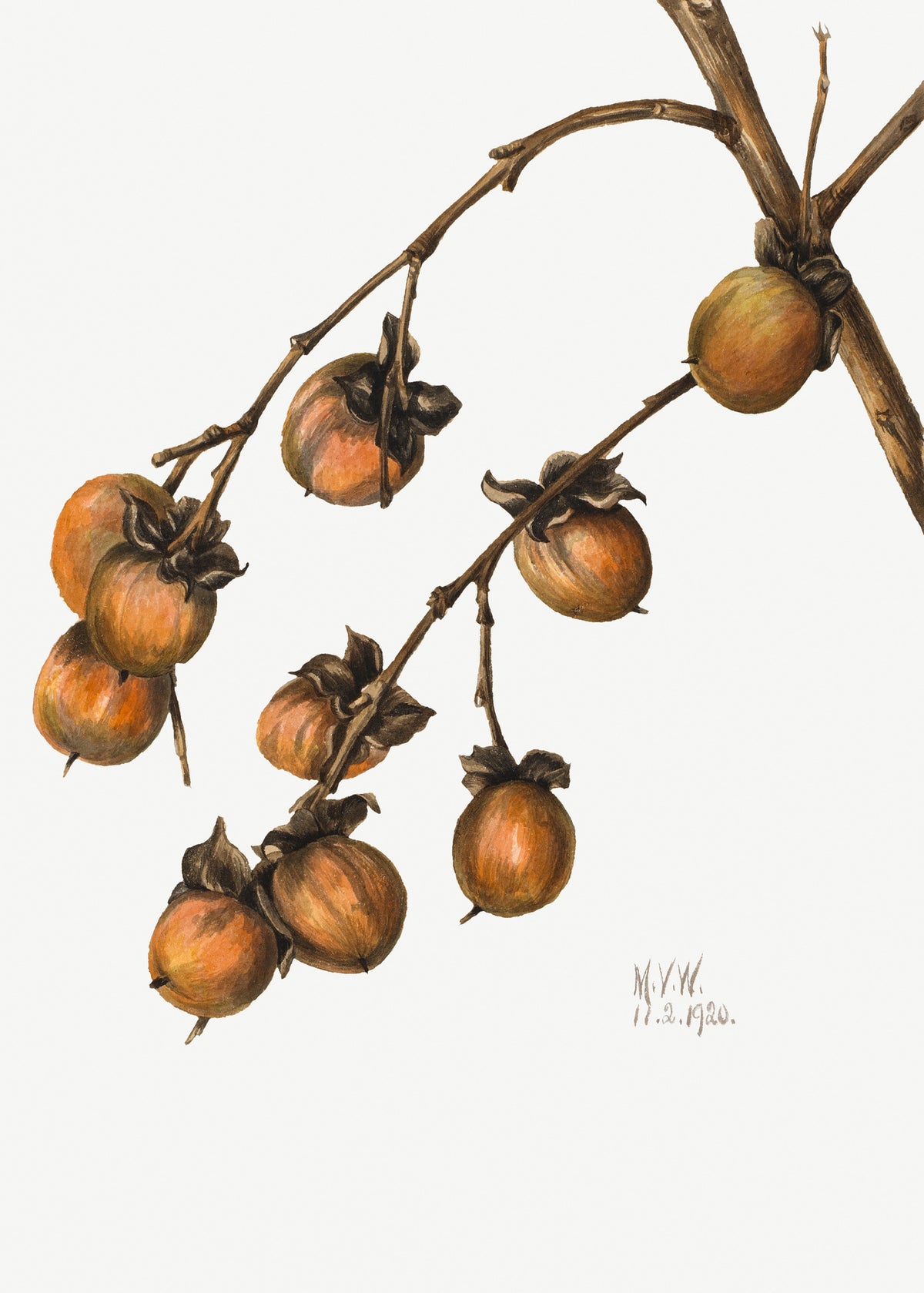 canvas-print-persimmon-1920