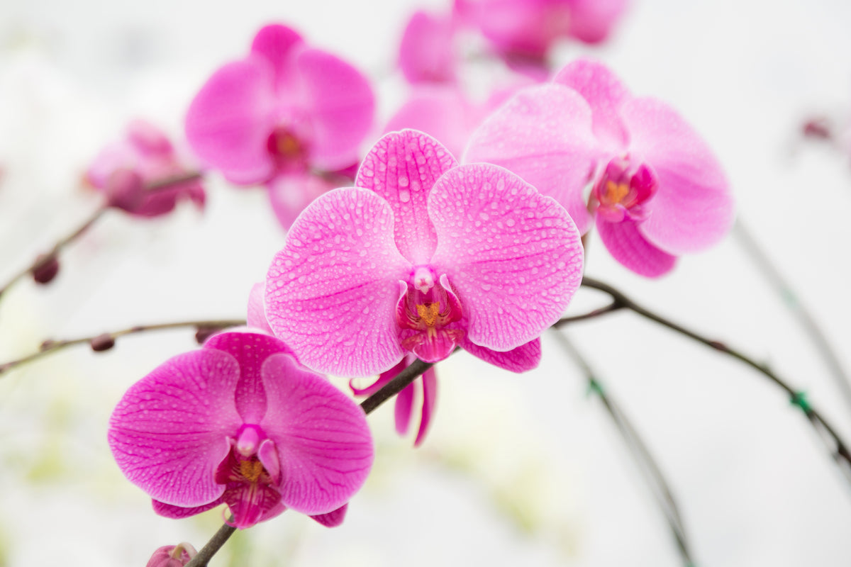 framedcanvas-print-the-symbol-of-orchid