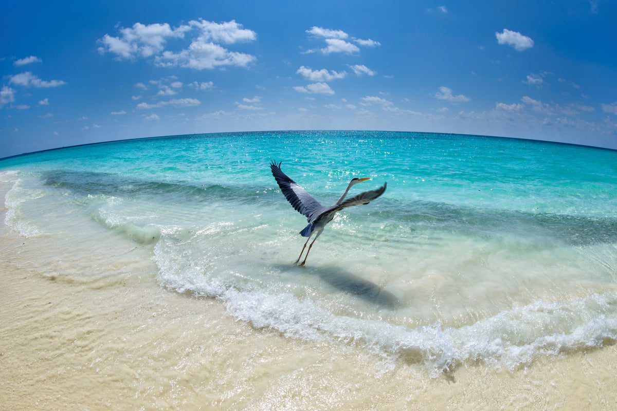 canvas-print-takeoff-x
