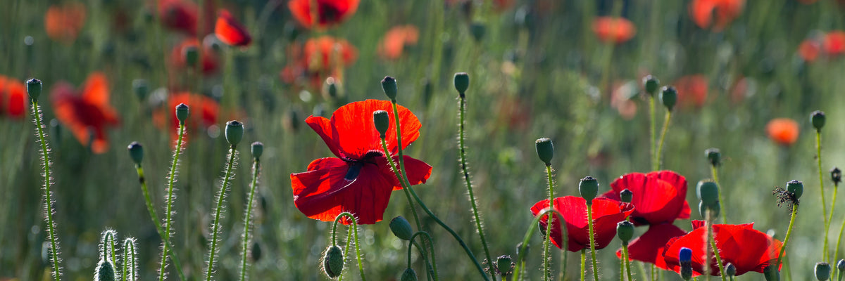 panoramic-aluminium-print-wild-poppy-panorama
