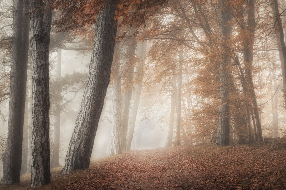 aluminium-print-on-a-morning-in-fall