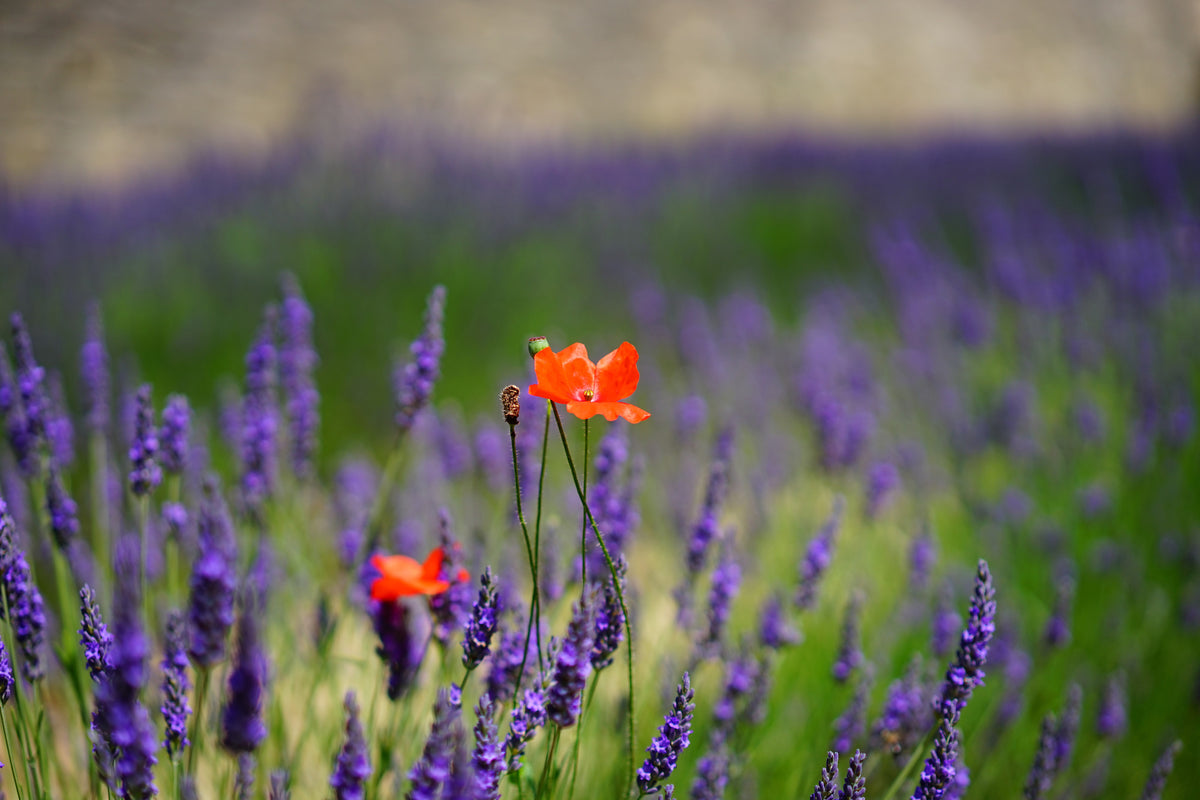 canvas-print-poppy-in-the-lavender