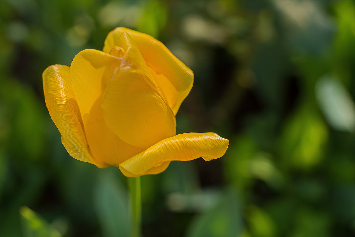 framedposter-print-yellow-tulip-xl