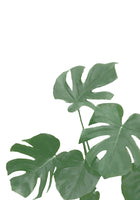 acrylic-print-monstera-aqua-04