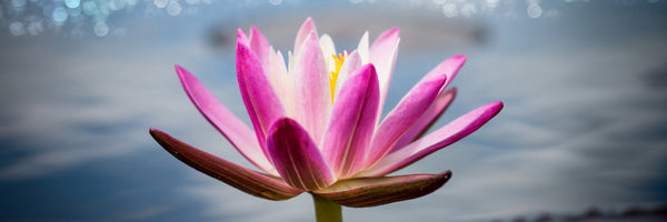 panoramic-acrylic-print-lotus-in-the-morning-dew-panorama