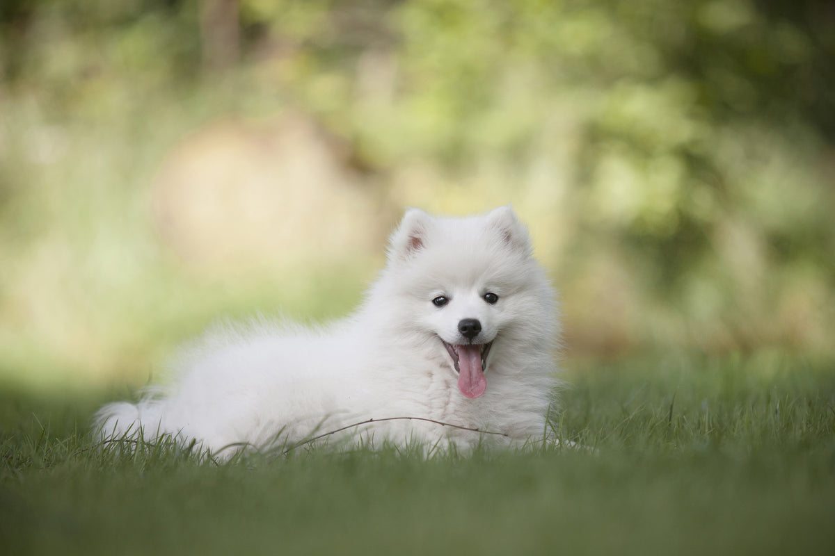 acrylic-print-cute-spitz-puppy