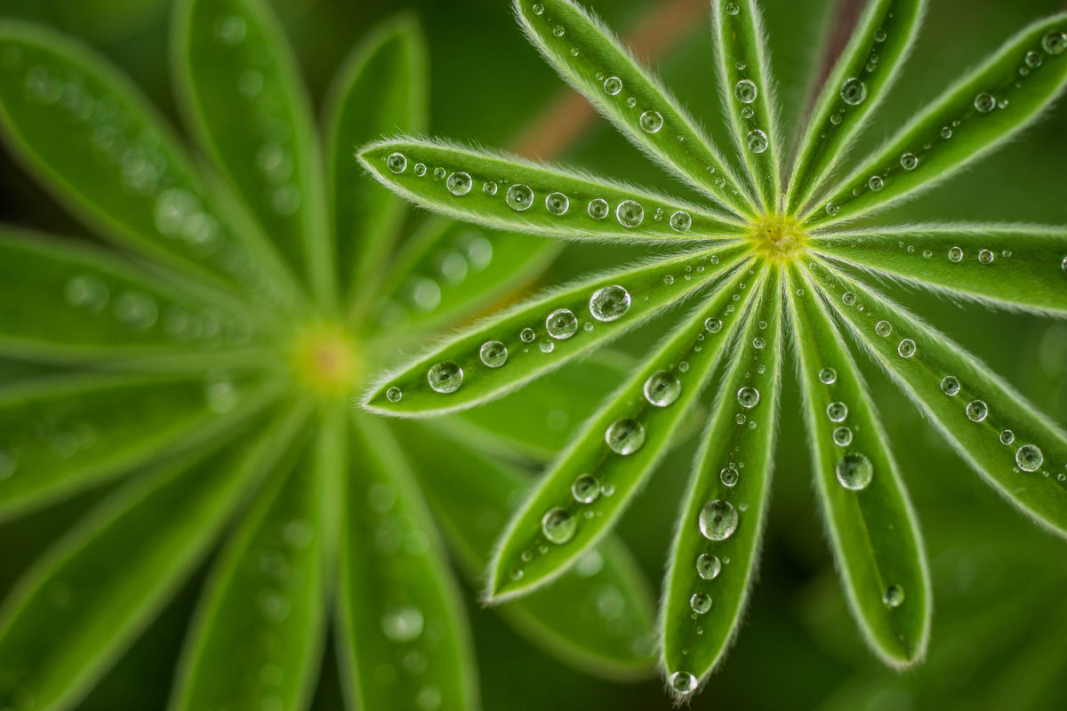 acrylic-print-pearly-lupine