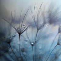 canvas-print-teardrops