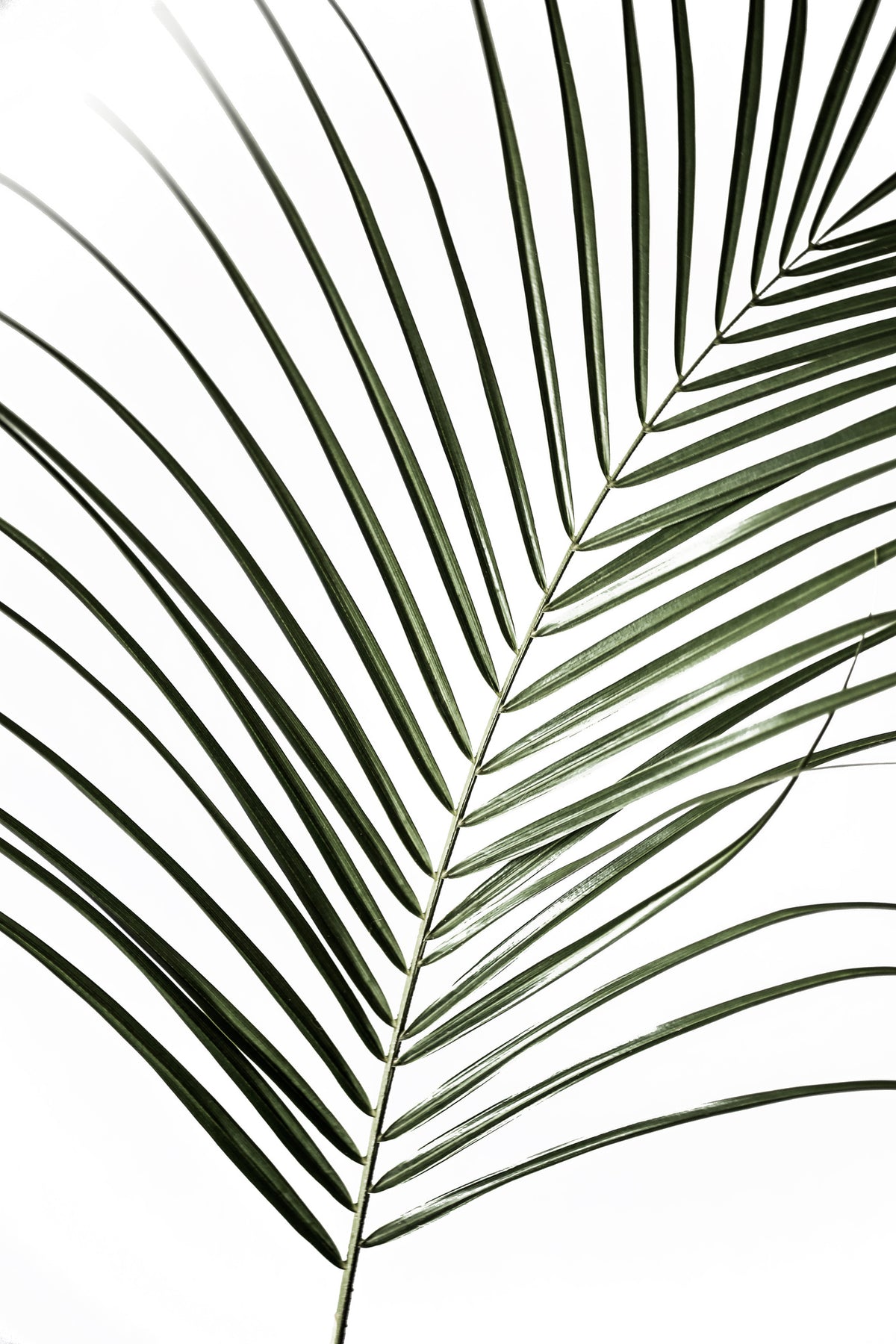 framedcanvas-print-vibrant-green-palm-leaf