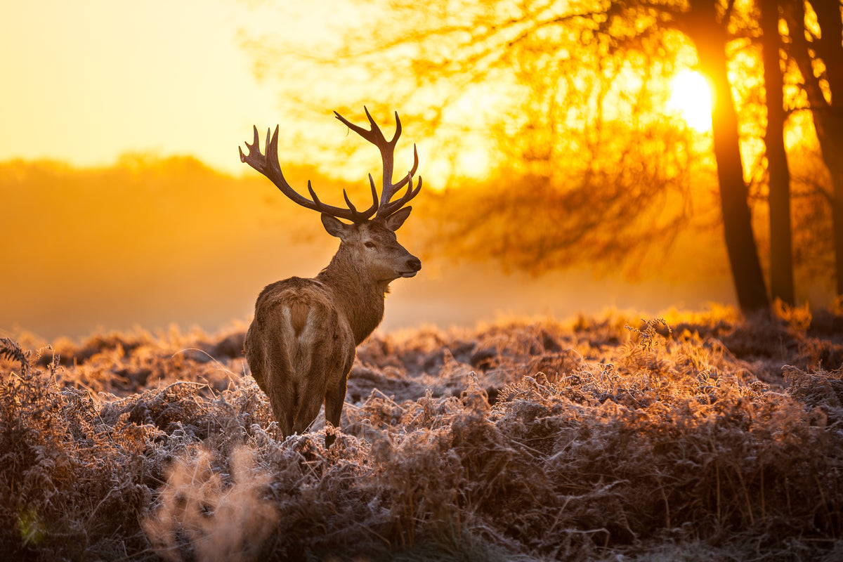 modern-3-piece-acrylic-print-red-deer-in-morning-sun