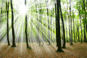 3-piece-canvas-print-magic-light-in-the-trees