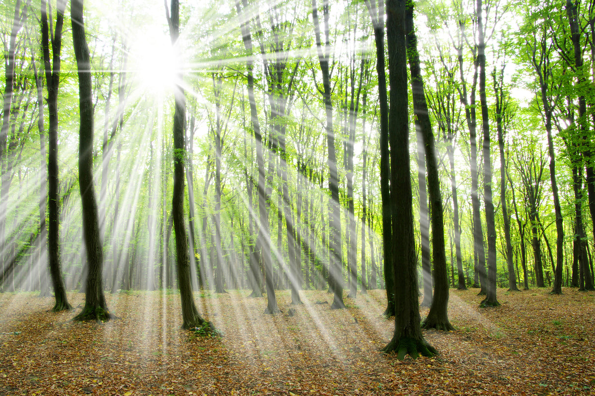 3-piece-canvas-print-magic-light-in-the-trees