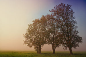 aluminium-print-the-crooked-tree