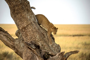 3-piece-aluminium-print-leopard-serengheti-tanzania