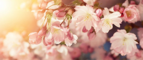 panoramic-poster-print-cherry-blossoms-in-soft-colors