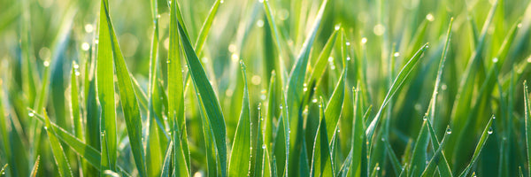 panoramic-3-piece-acrylic-print-grass-with-morning-dew-xl-panorama