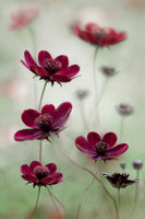 canvas-print-cosmos-sway-x