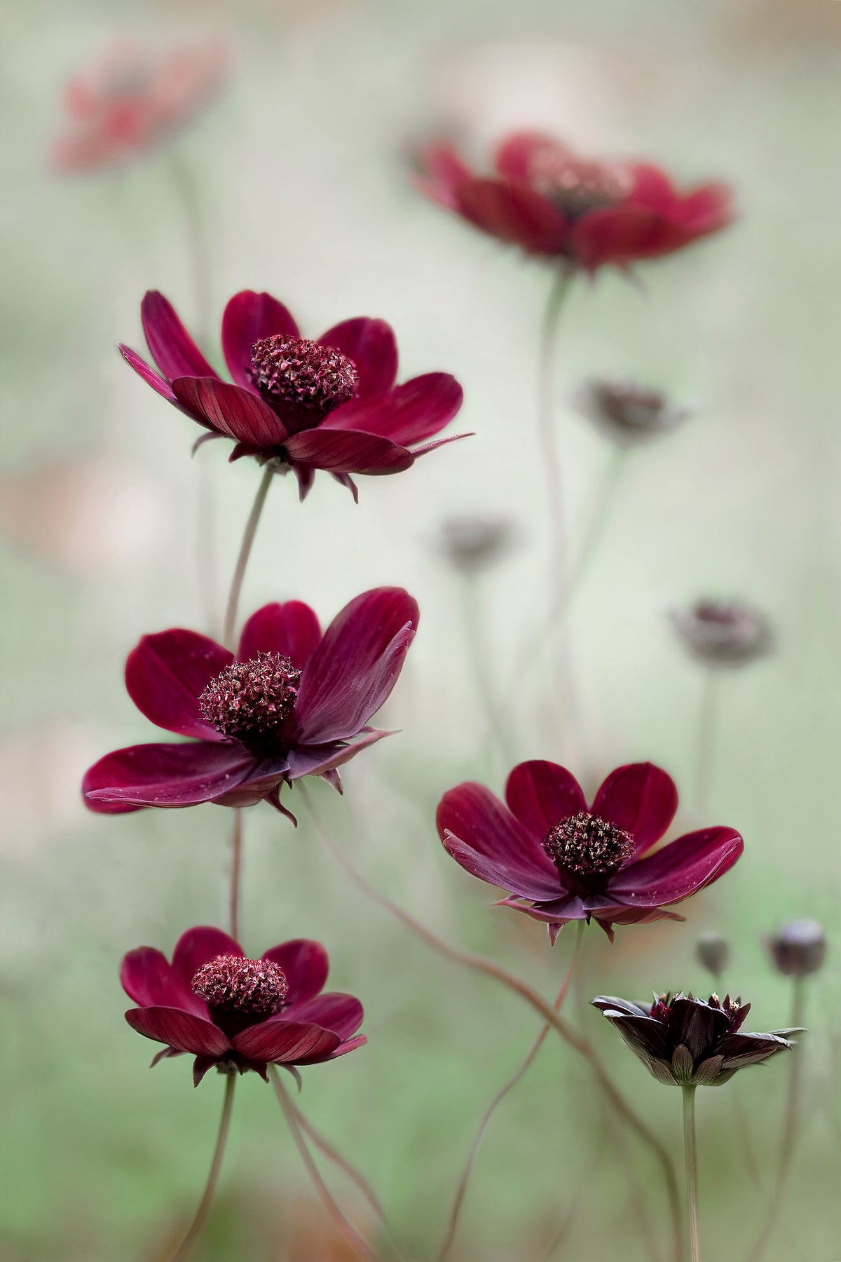canvas-print-cosmos-sway-x