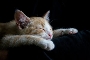 3-piece-canvas-print-lazy-cat