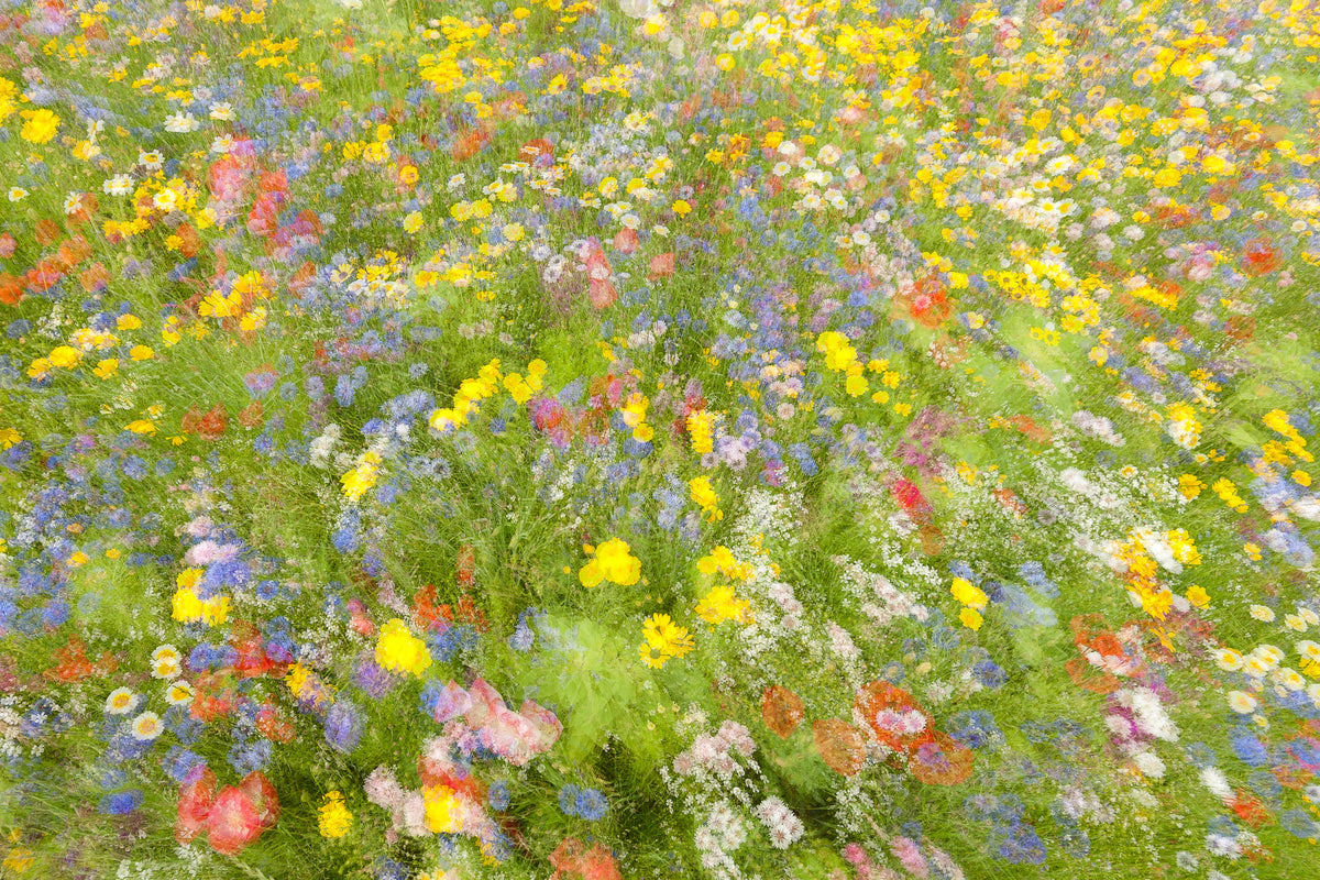 canvas-print-summer-field-flowers-x