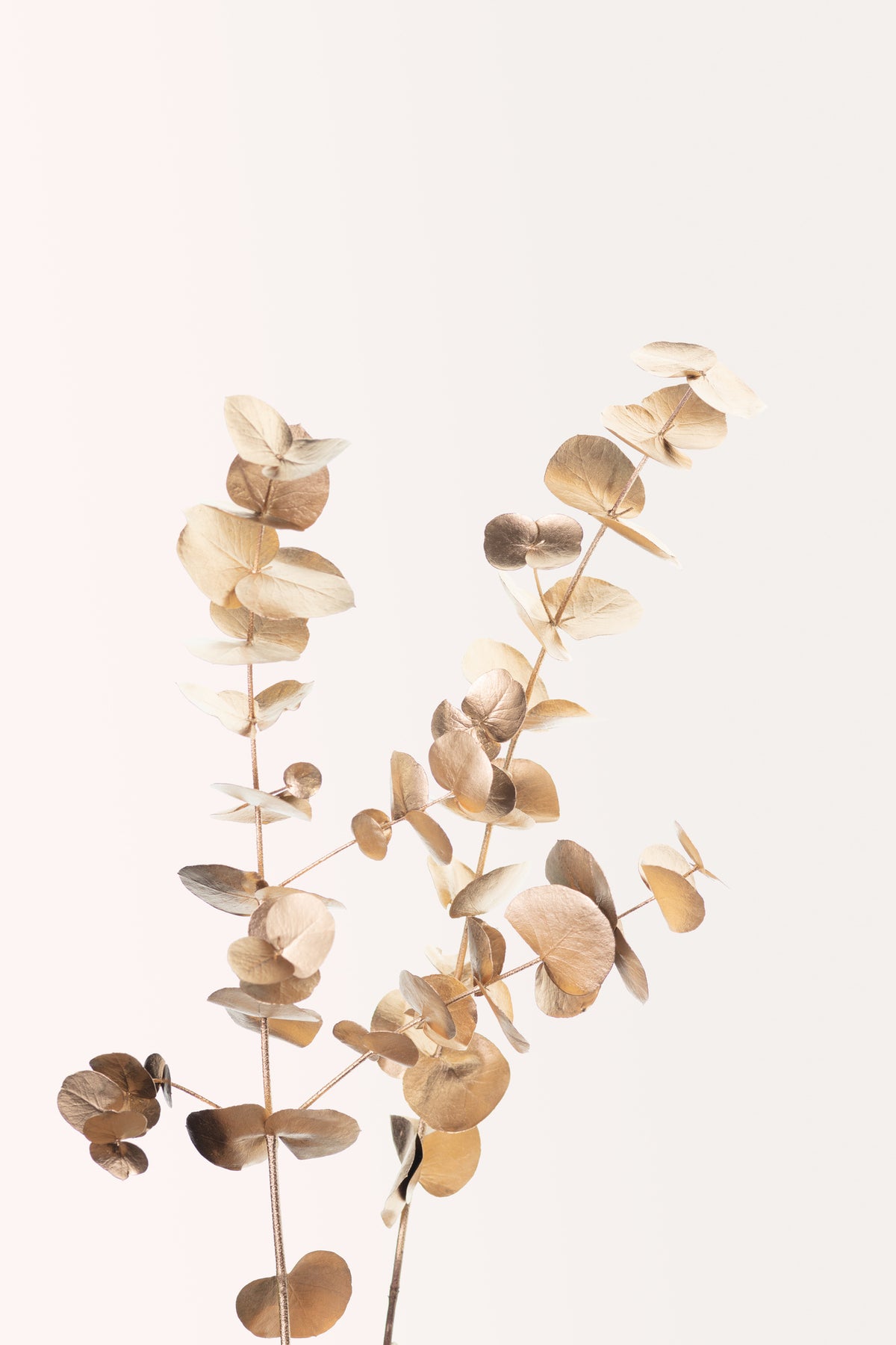 canvas-print-eucalyptus-gold-no-02