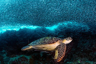 poster-print-turtle-and-sardines-x