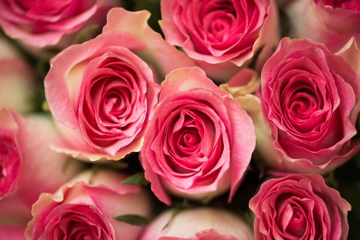 framedposter-print-rose-love