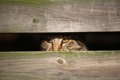 poster-print-cat-in-hiding