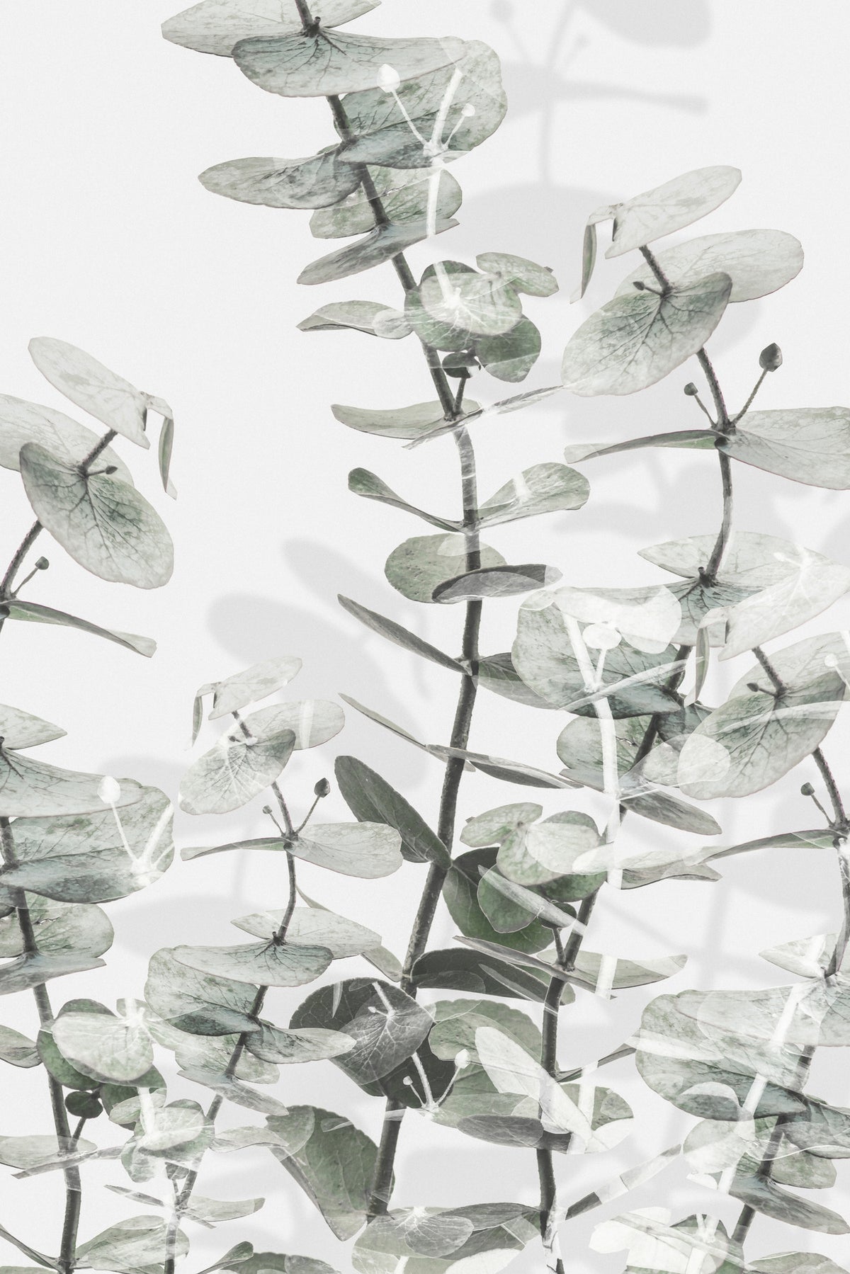 canvas-print-eucalyptus-001
