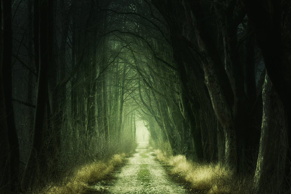 3-piece-aluminium-print-mysterious-forest-iii
