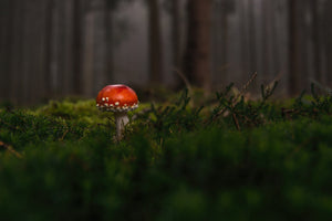 aluminium-print-a-mushroom-in-the-forest