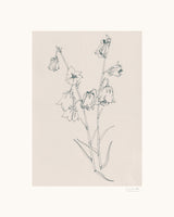 acrylic-print-bellflowers-ink-drawing