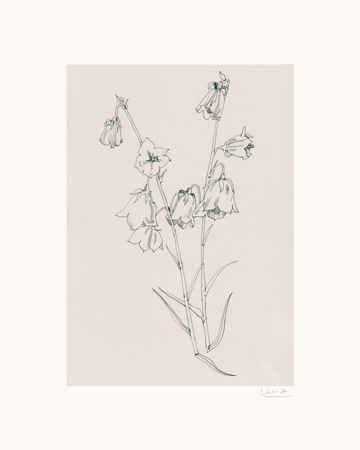 acrylic-print-bellflowers-ink-drawing