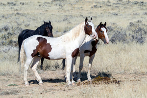 framedcanvas-print-3-wild-horses