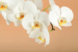 canvas-print-white-orchid-flowers