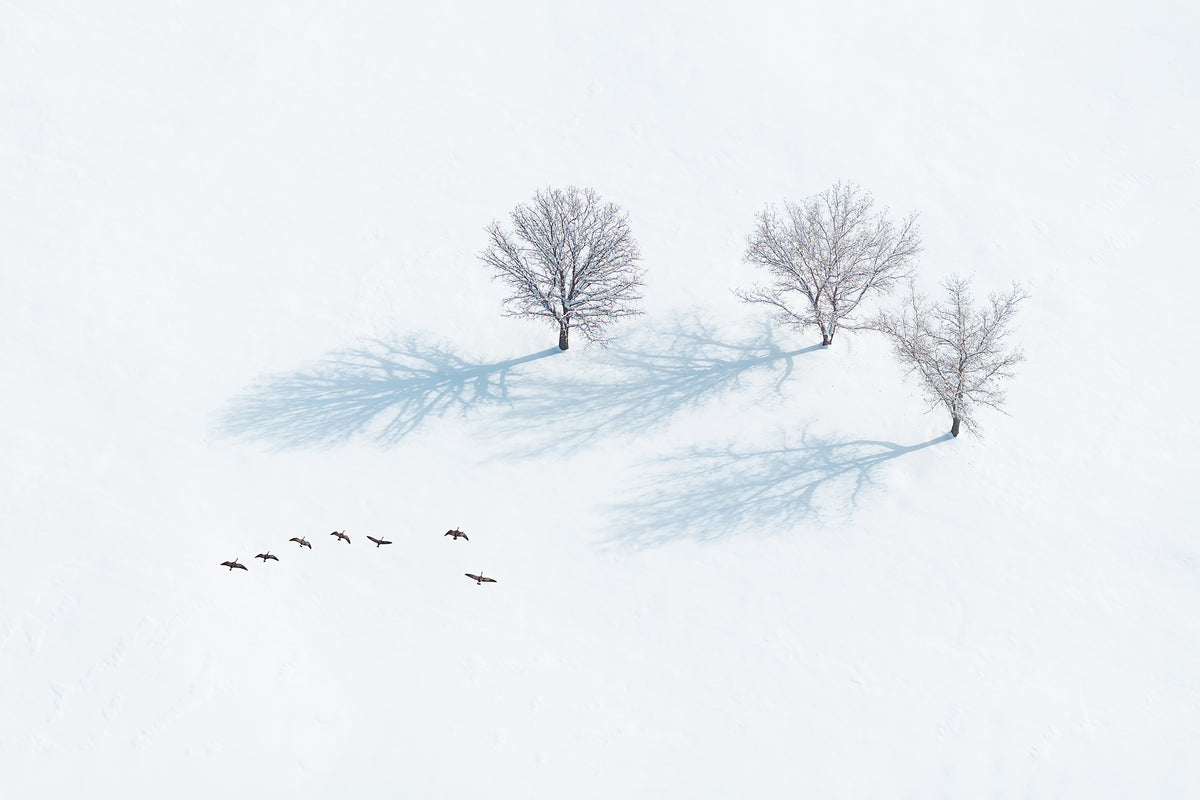 3-piece-acrylic-print-trees-and-flying-geese-in-winter
