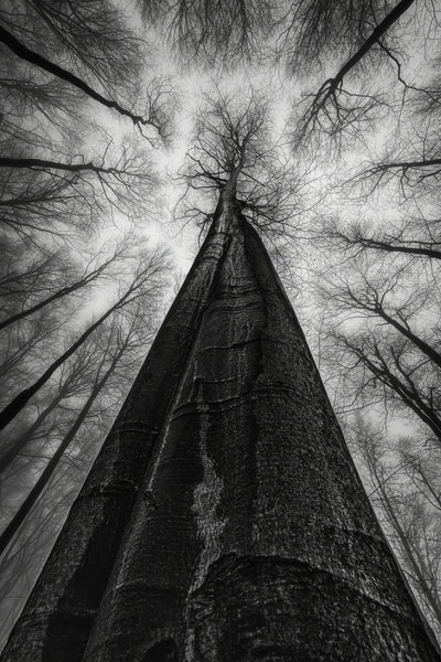poster-print-the-forest-is-full-of-secrets