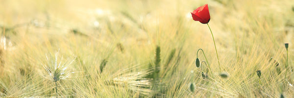 panoramic-canvas-print-a-poppy-panorama