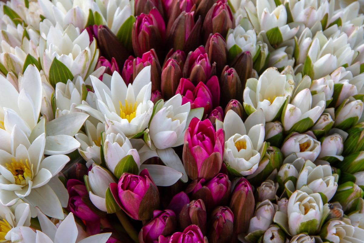 3-piece-canvas-print-a-bouquet-of-water-lilies